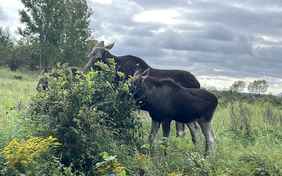 Und wenn man Glück hat, sieht man auch Elche.....